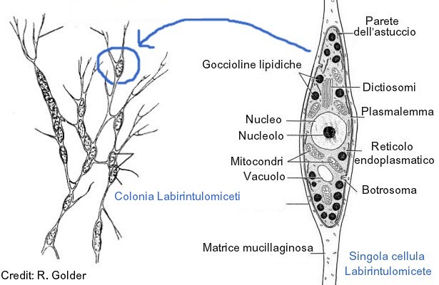 Labyrinthula colonia e cellula